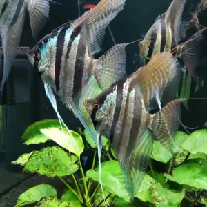Santa isabel Skalar M (Pterophyllum scalare) Meistverkauft